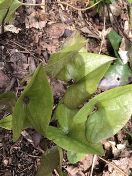 Imagem de Hexastylis arifolia var. ruthii (Ashe) H. L. Blomq.