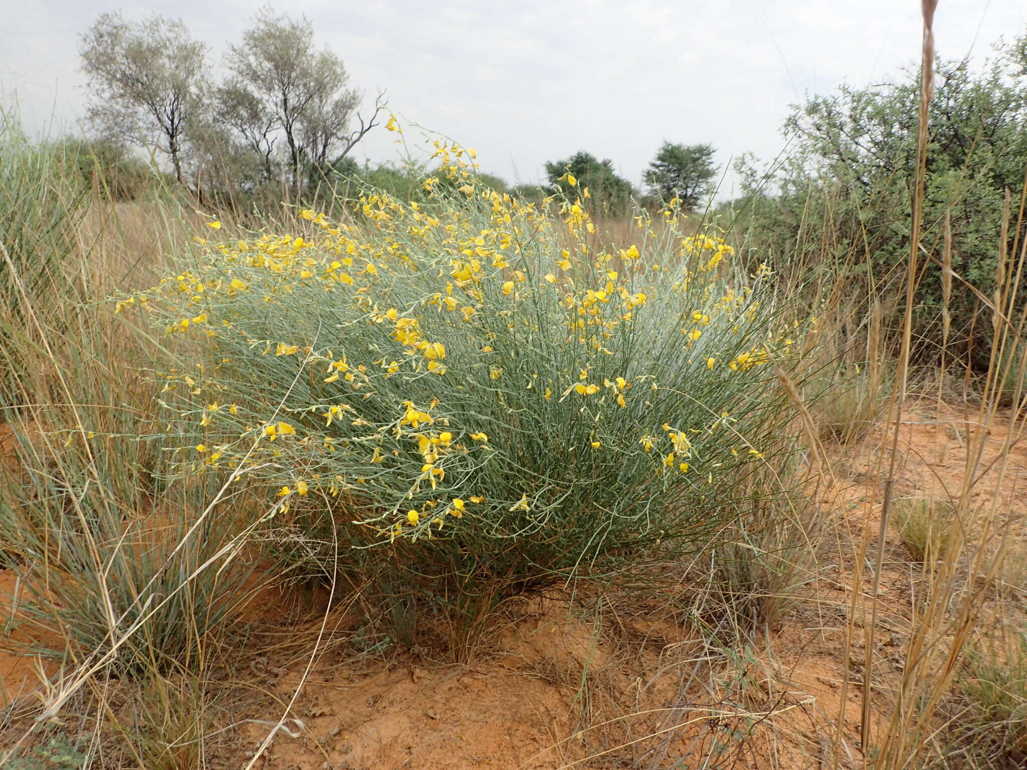 Image of Crotalaria spartioides DC.