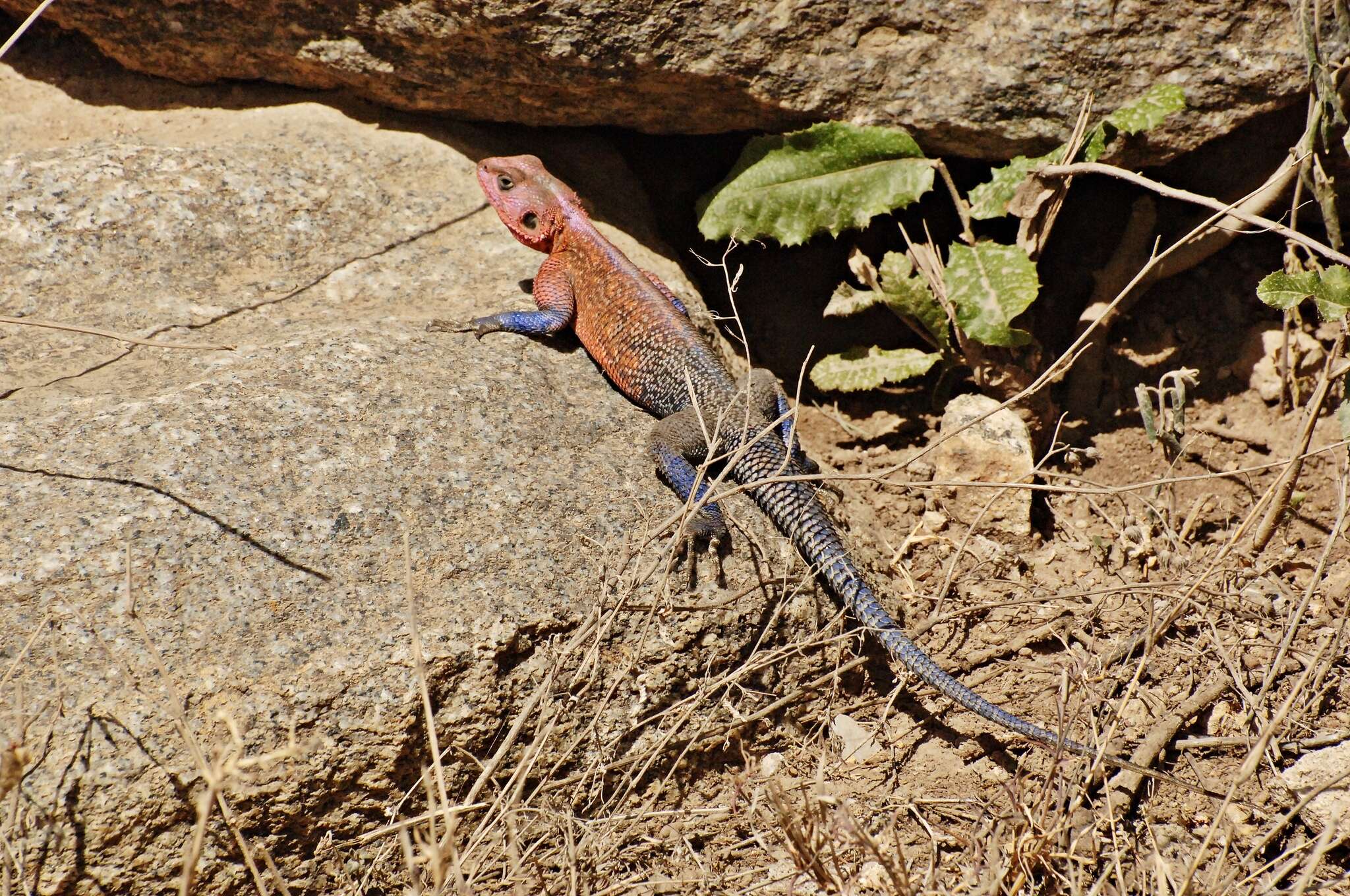 Image of Mwanza Flat-headed Rock Agama