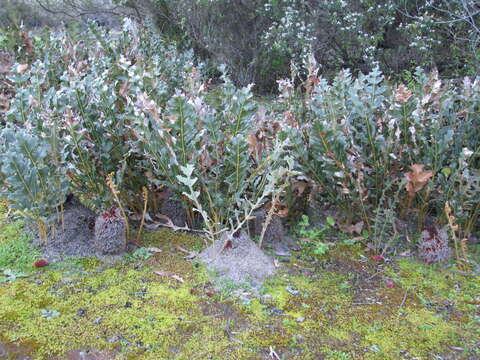 Image of Banksia repens Labill.