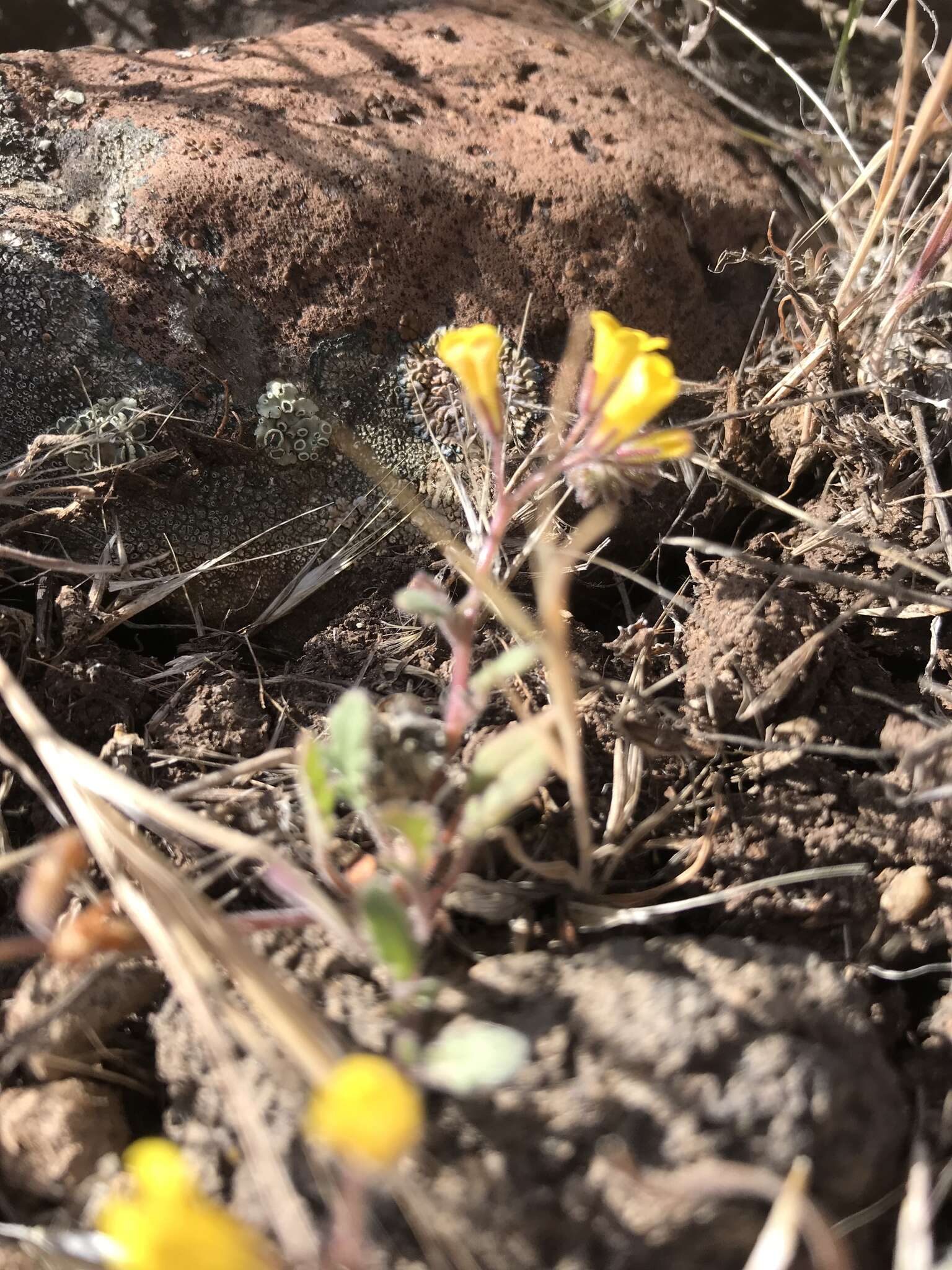 Image of glandular yellow phacelia