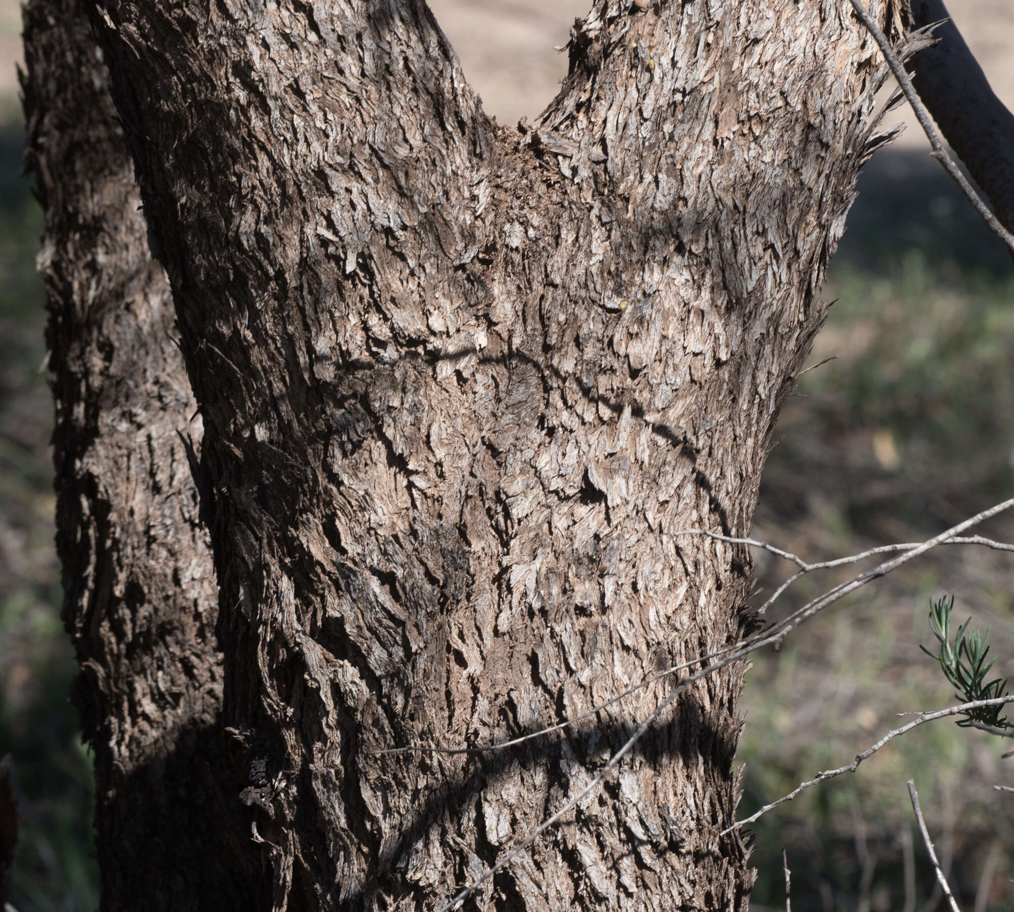 Sivun Eucalyptus gracilis F. Müll. kuva