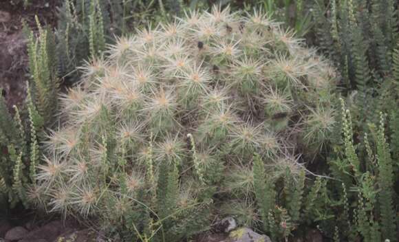 Image de Echinocereus cinerascens subsp. septentrionalis (N. P. Taylor) N. P. Taylor