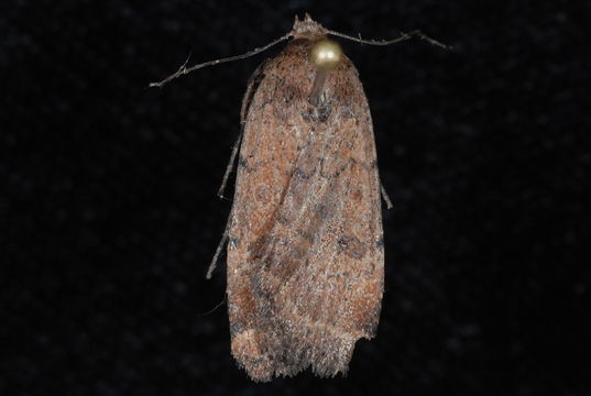 539.lbch dsc 0002 1274712128 jpg.580x360