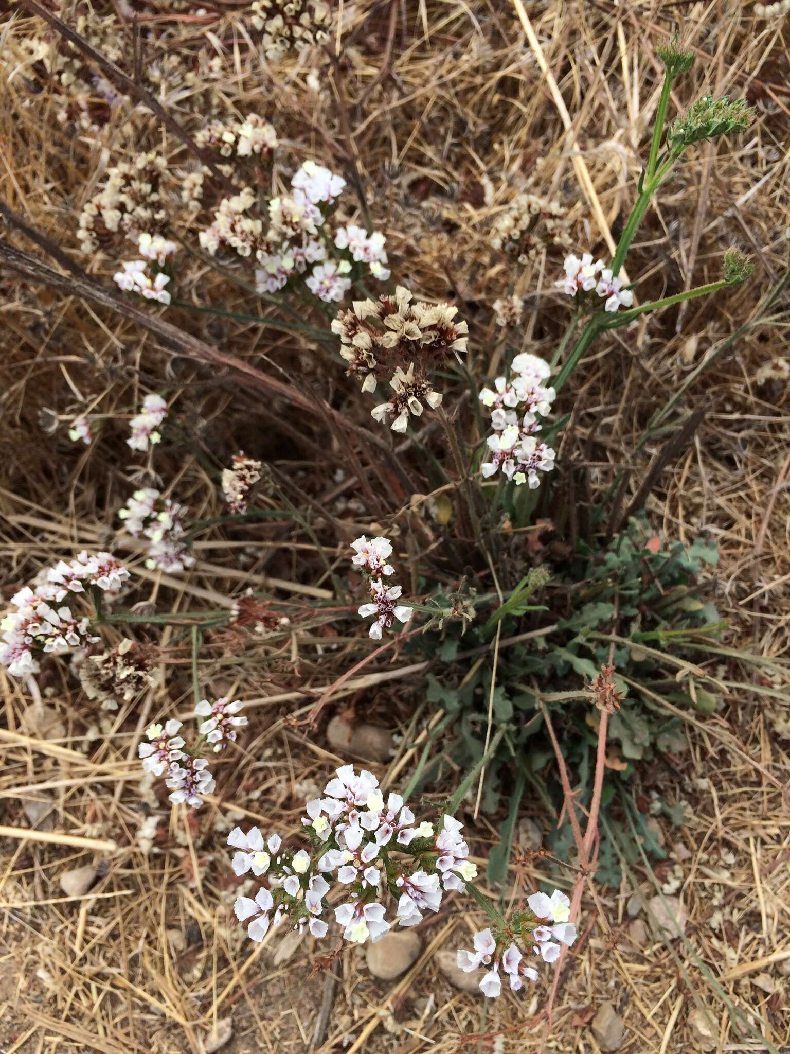 Imagem de Limonium sinuatum (L.) Miller