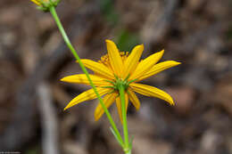 Image of Bidens acrifolia Sherff