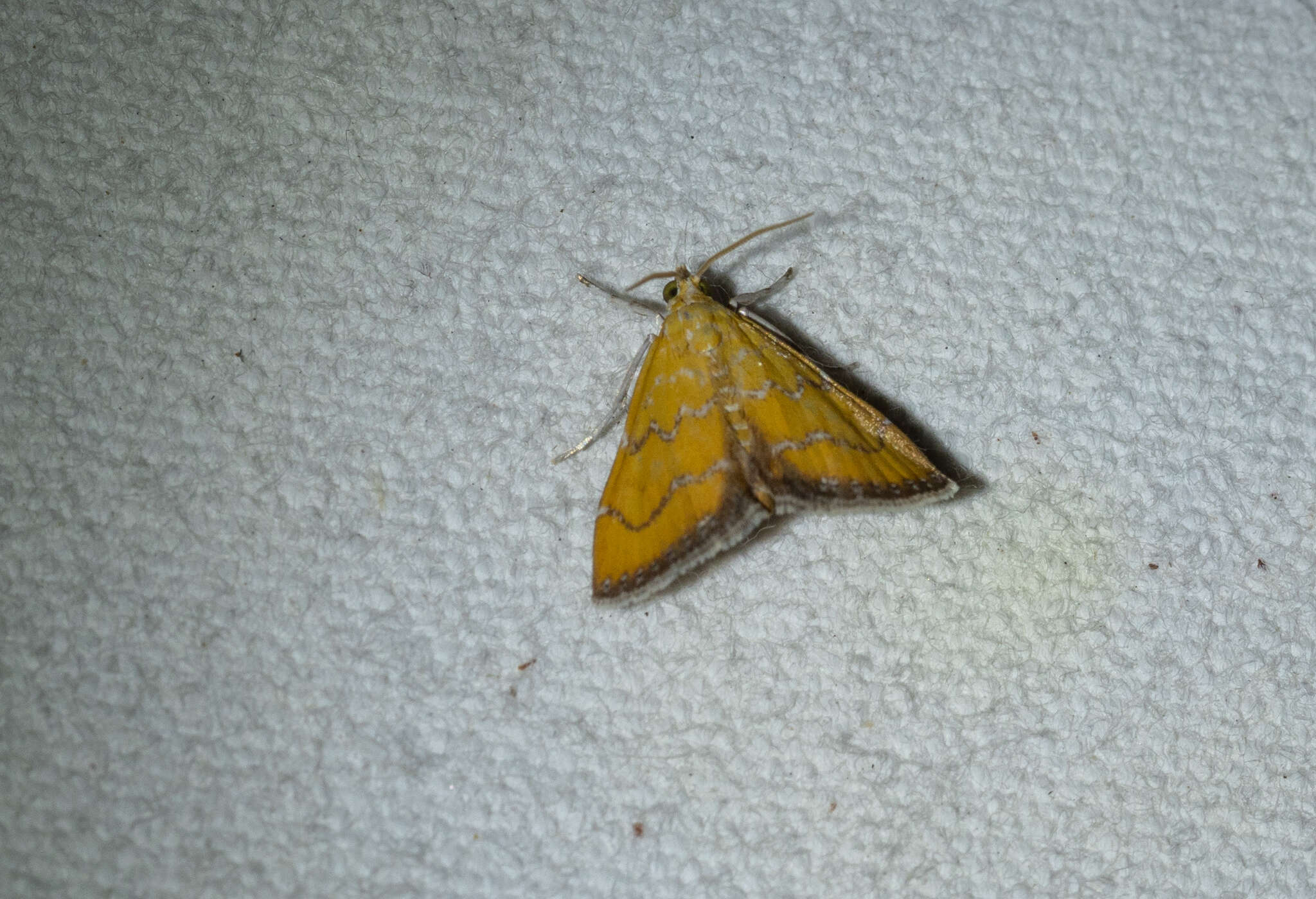 Xanthophysa psychicalis Hulst resmi