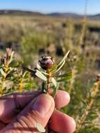 Image of Leucadendron sheilae I. J. M. Williams