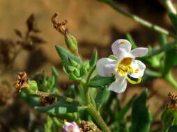 Image de Sutera halimifolia (Benth.) Kuntze