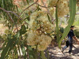 Image of Inland bloodwood