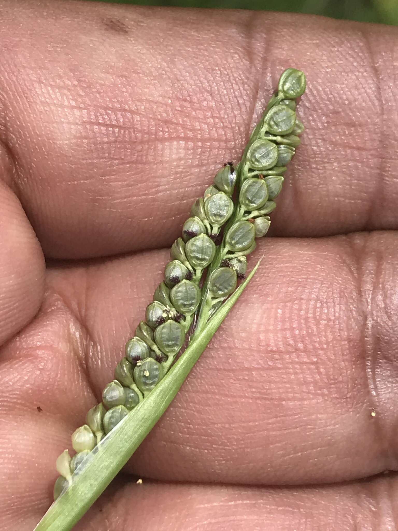 Image of Latin American crowngrass