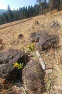 Image of Palouse goldenweed