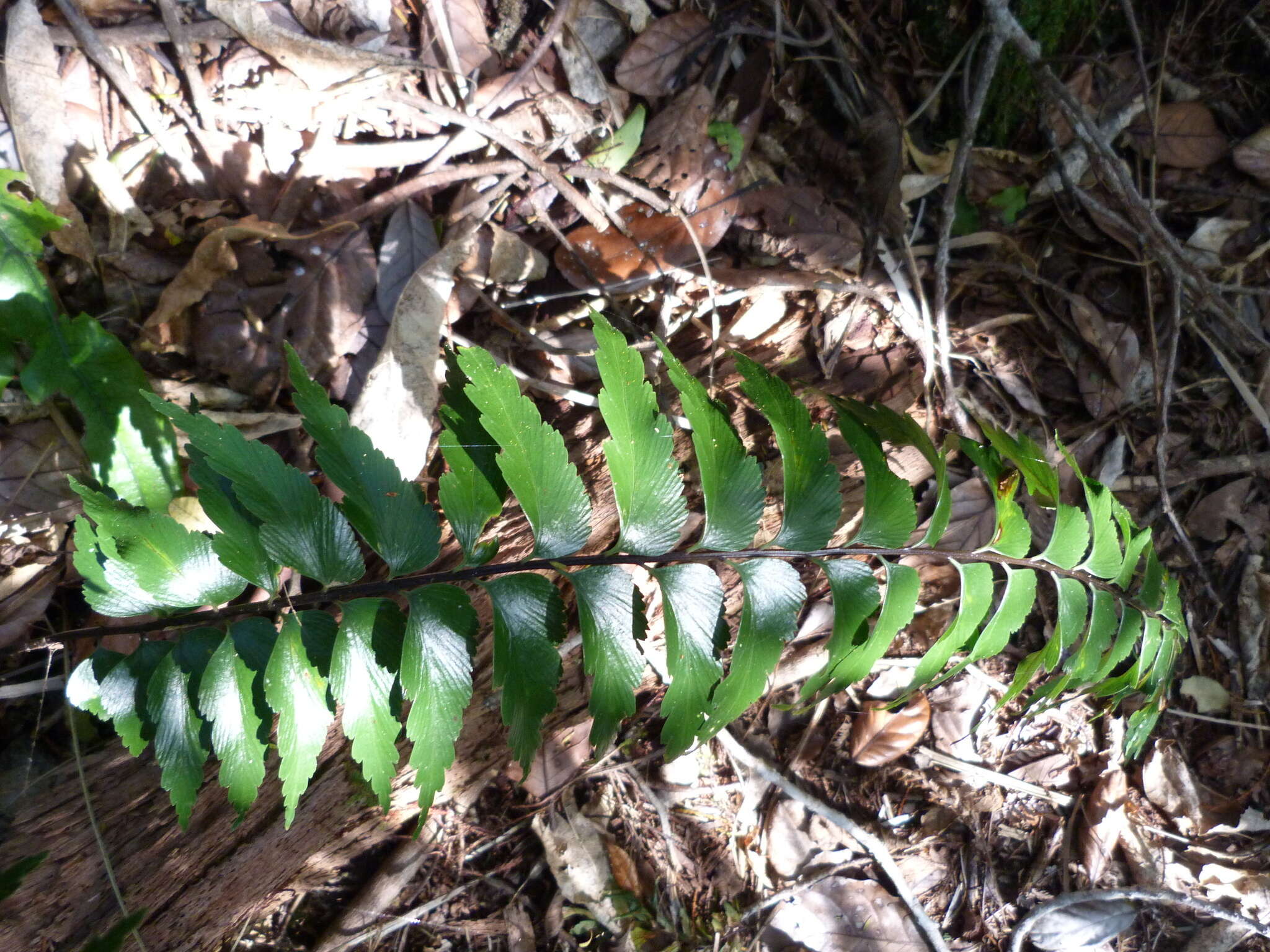 Image of sickle speenwort