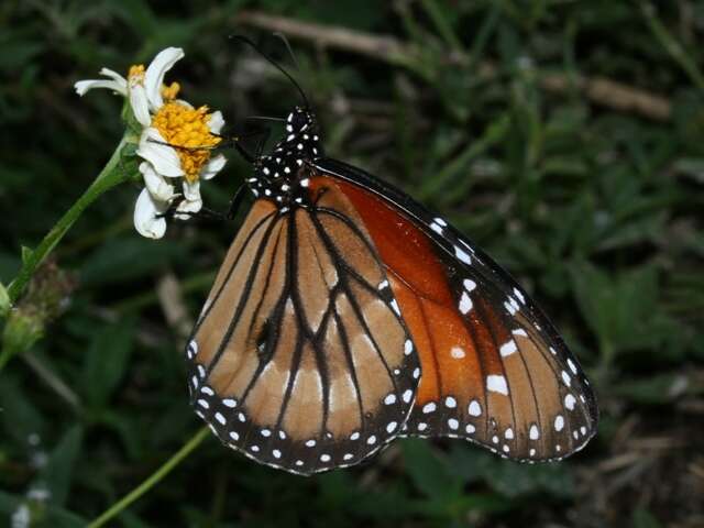 Sivun Danaus (Anosia) eresimus subsp. tethys Forbes 1943 kuva