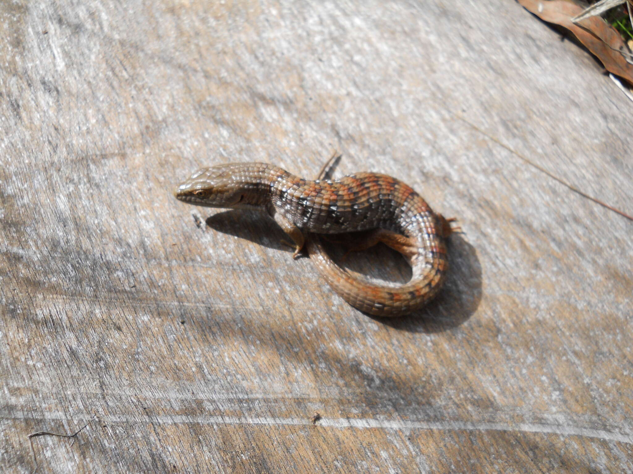 Image of Southern Alligator Lizard