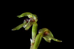 Image of Creeping forest orchid