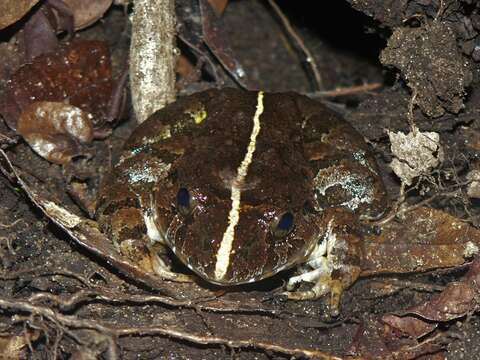 Image of Limnonectes poilani (Bourret 1942)