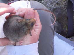 Image of Mountain Pygmy Possums