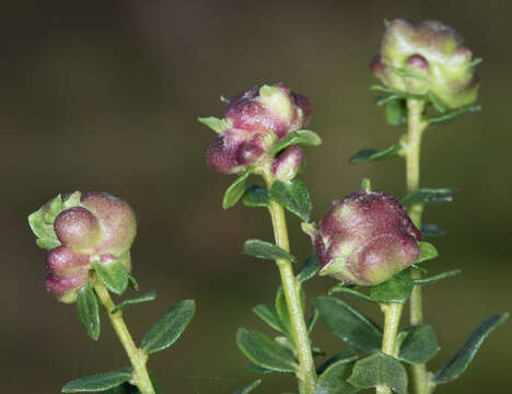 Image of Coyote Brush Bud Gall Midge