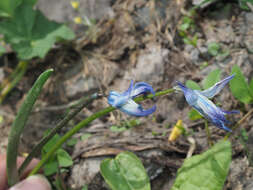 Image of Scilla rosenii K. Koch