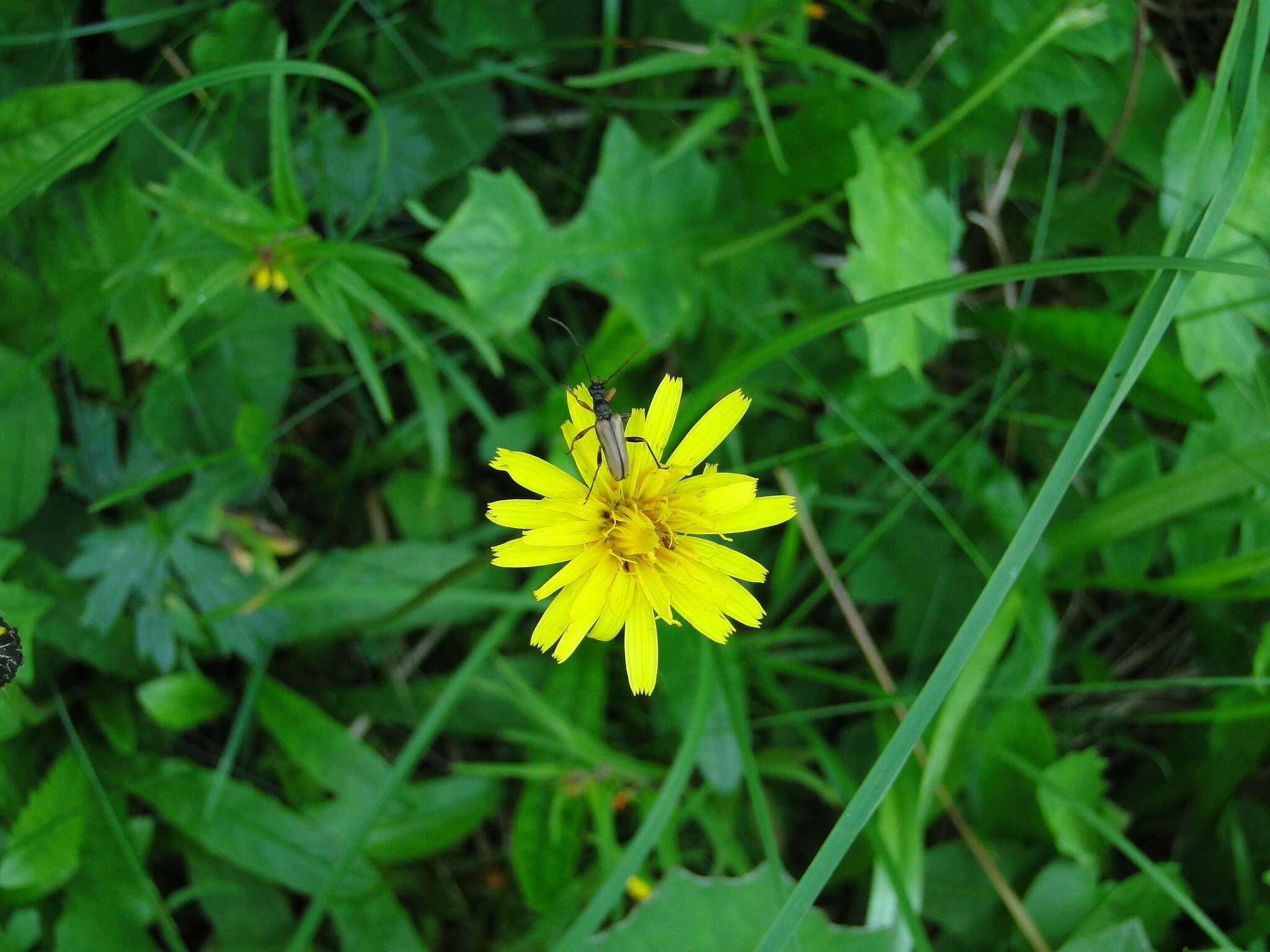 Image of Pidonia lurida (Fabricius 1793)