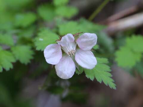 Image of Rubus pungens Cambess. ex Jacq.