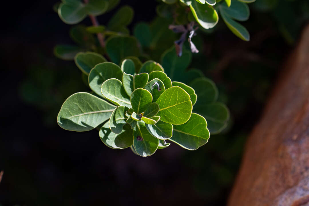 Image of Searsia scytophylla (Eckl. & Zeyh.) Moffett