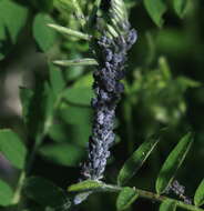 Image of Aphis (Aphis) craccae Linnaeus 1758