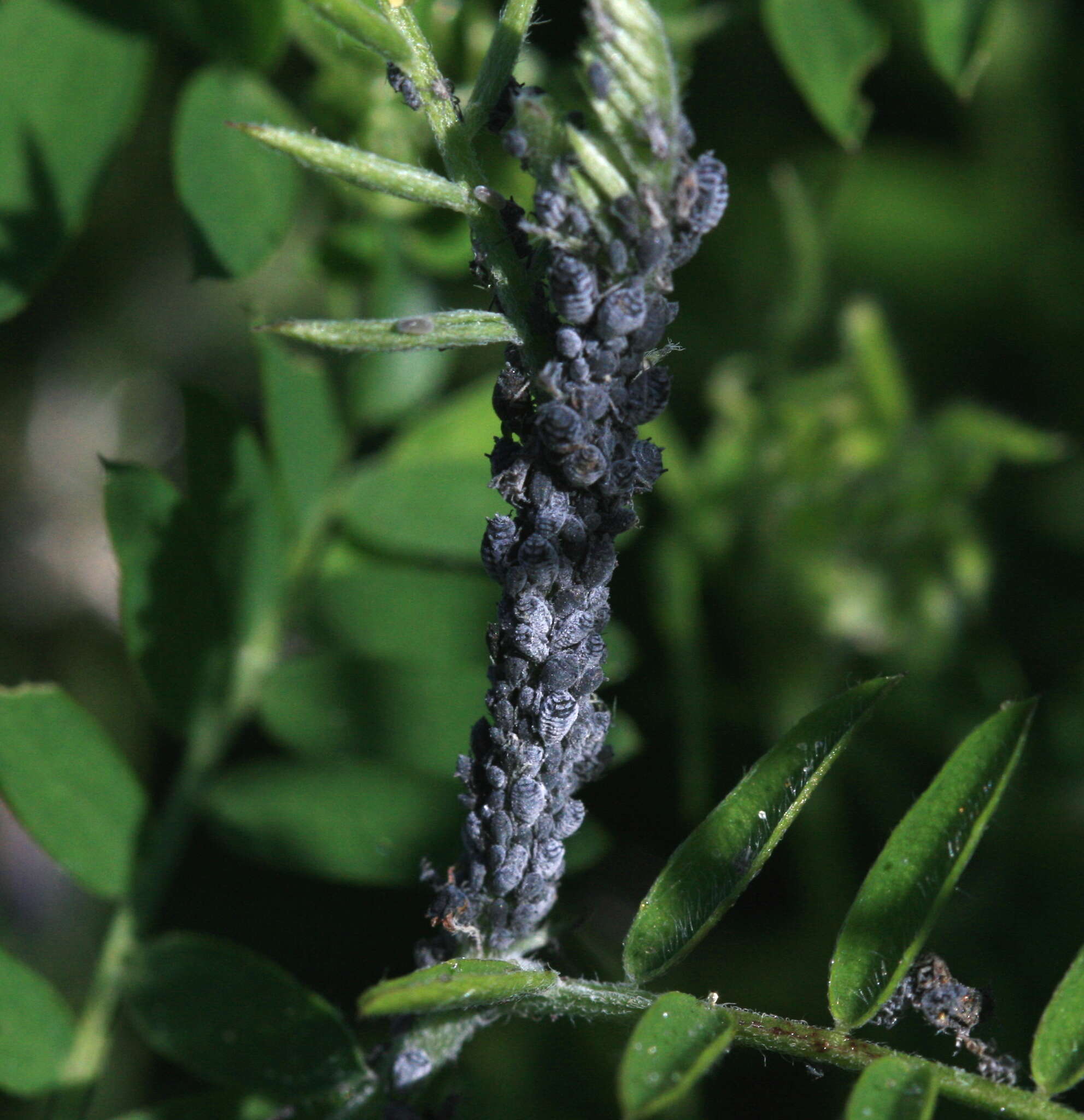 Image of Aphis (Aphis) craccae Linnaeus 1758