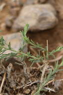 Image de Asterothamnus centraliasiaticus Novopokr.