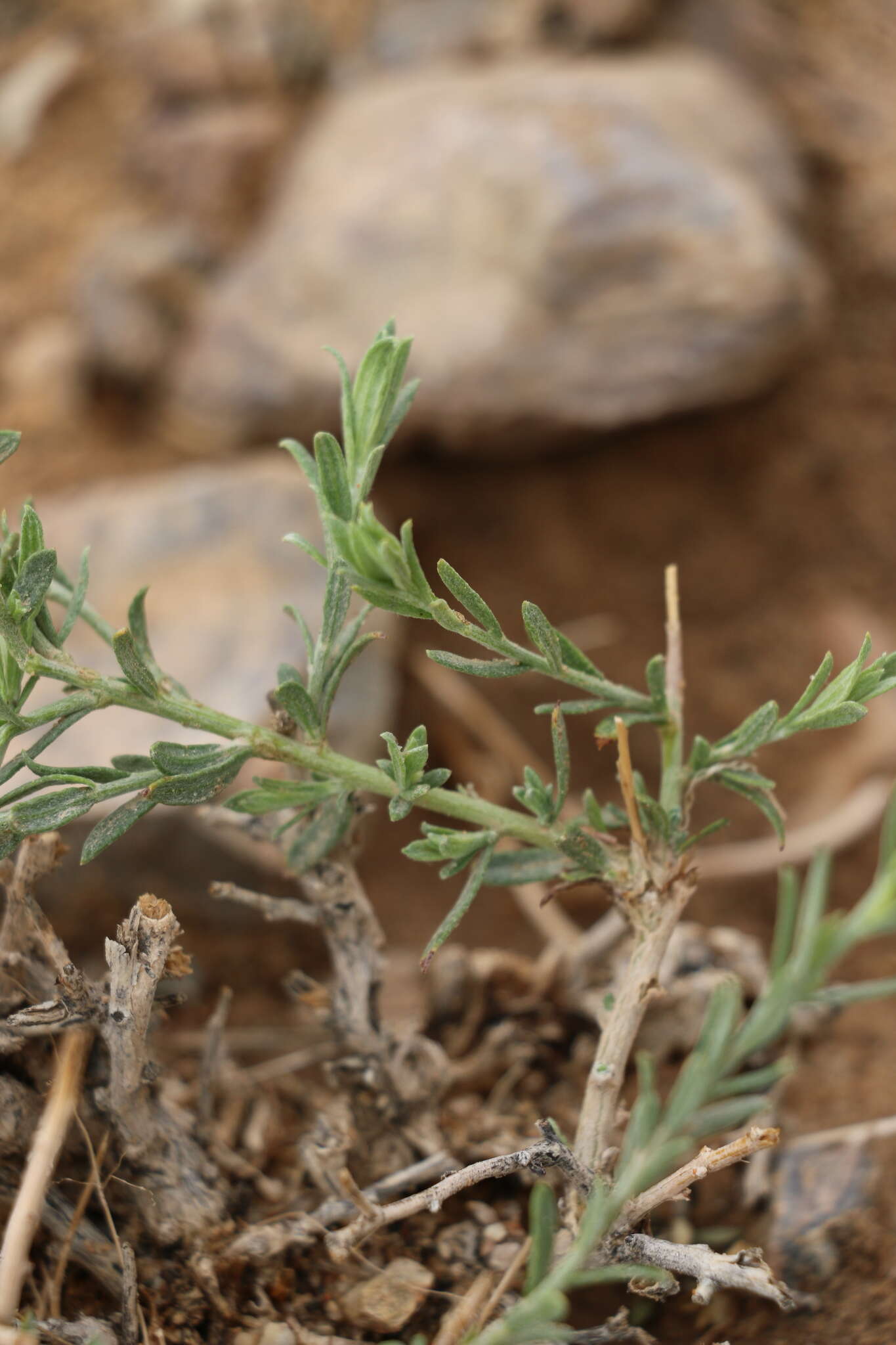 Image of Asterothamnus centraliasiaticus Novopokr.