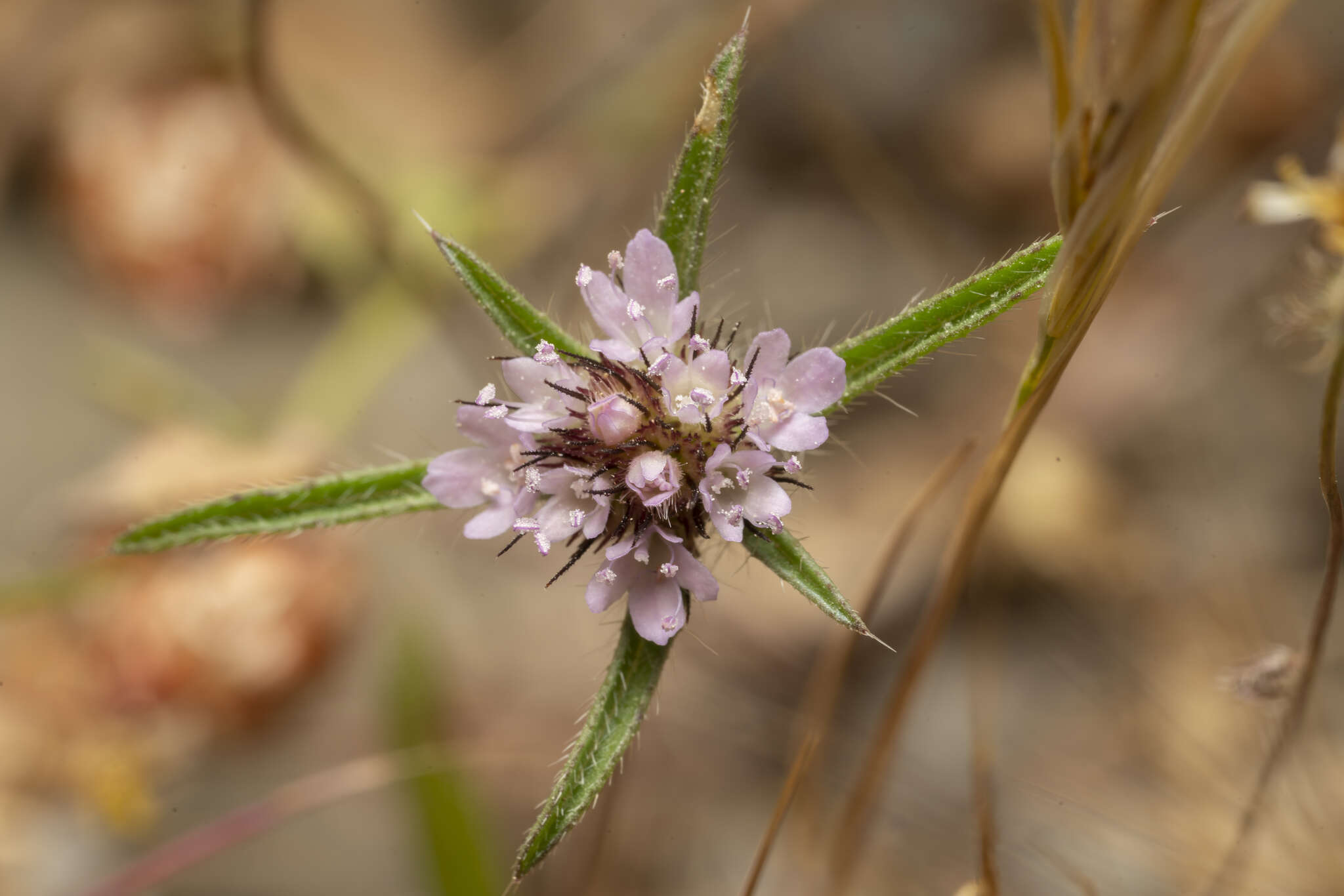 Image of Lomelosia divaricata (Jacq.) W. Greuter & Burdet