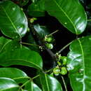Image of Protium heptaphyllum subsp. heptaphyllum