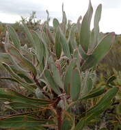 Image of Stink-leaf sugarbush