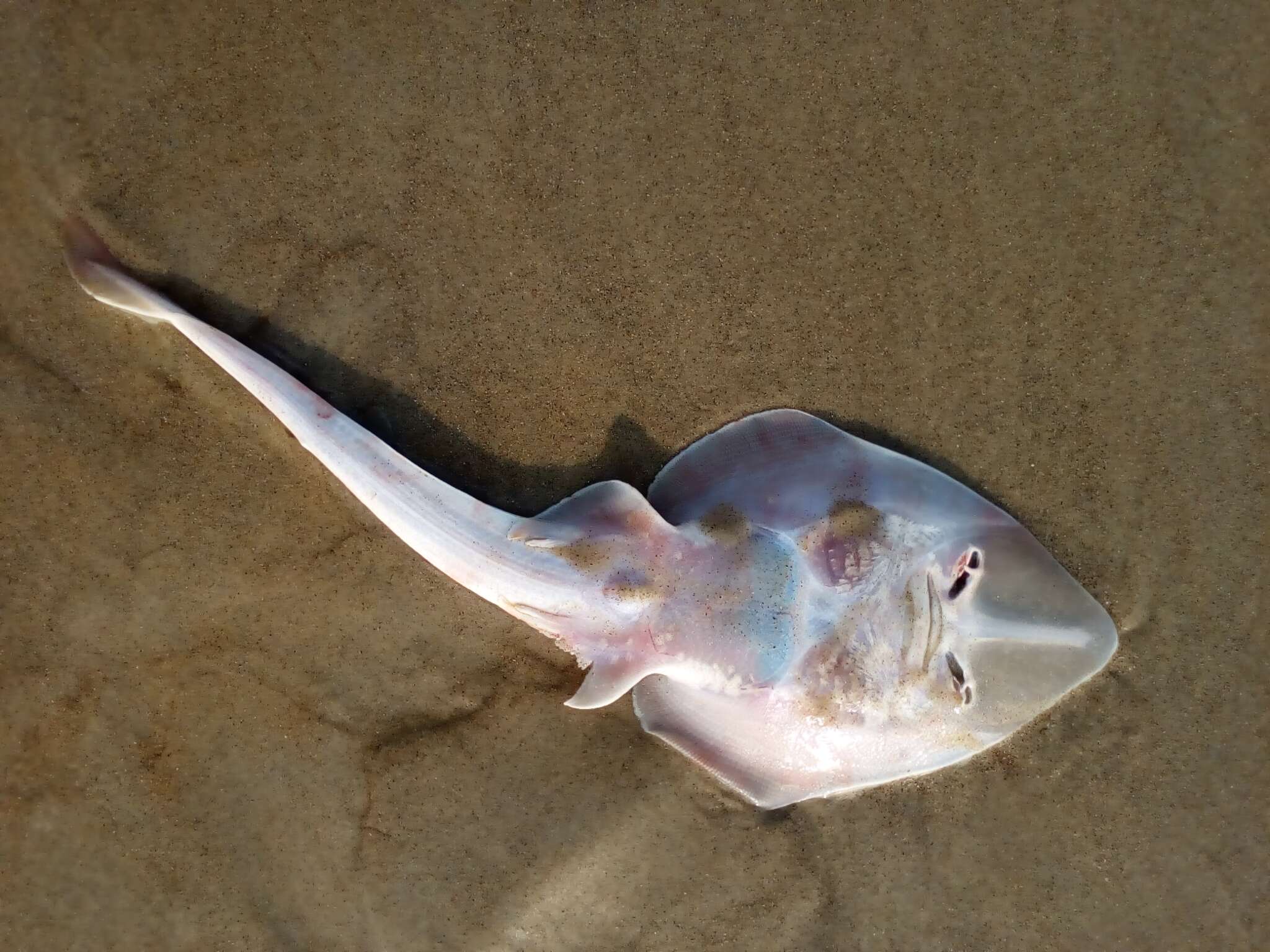 Image of Grey guitarfish
