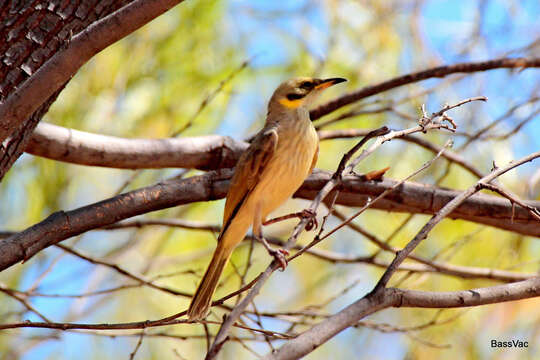 Image of Grey-fronted Honeyeater