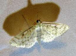 Image de Herpetogramma pertextalis Lederer 1863