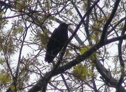 Image of Fish Crow