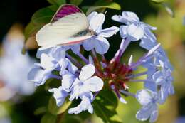 Imagem de Plumbago auriculata Lam.