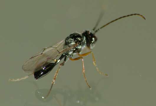 Image of <i>Anacharis zealandica</i>