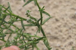 Image de Cryptantha maritima (Greene) Greene