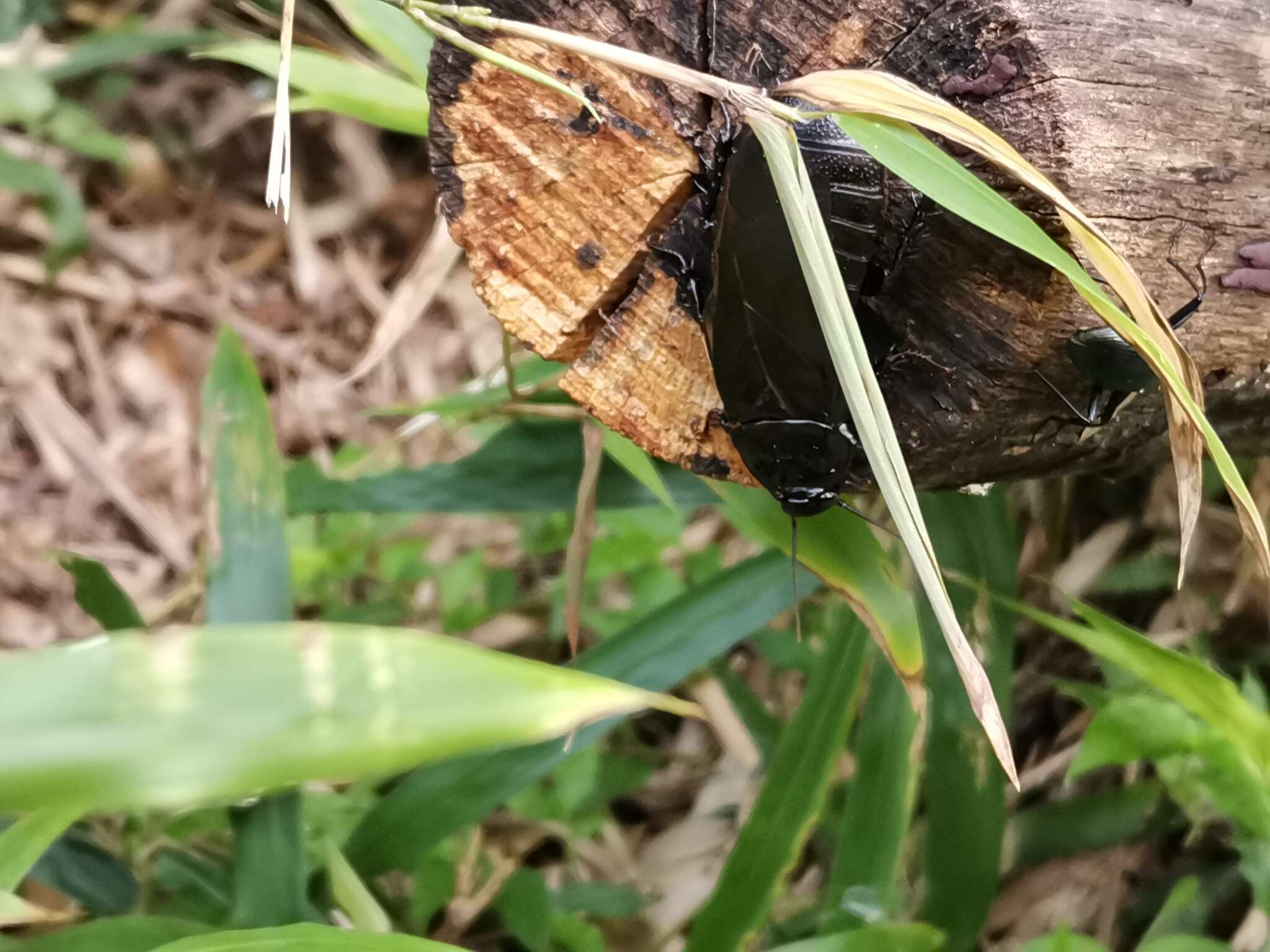 Panesthia angustipennis (Illiger 1801)的圖片