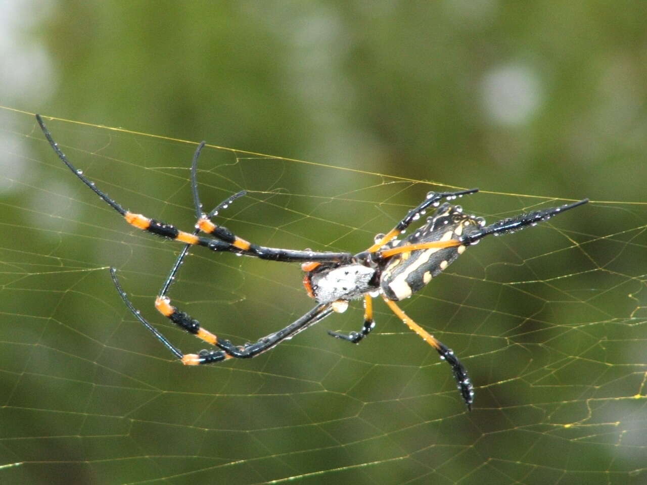 صورة Trichonephila senegalensis (Walckenaer 1841)