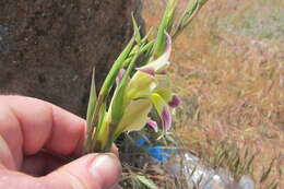 Plancia ëd Gladiolus scullyi Baker