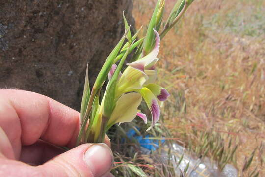 Image of Gladiolus scullyi Baker