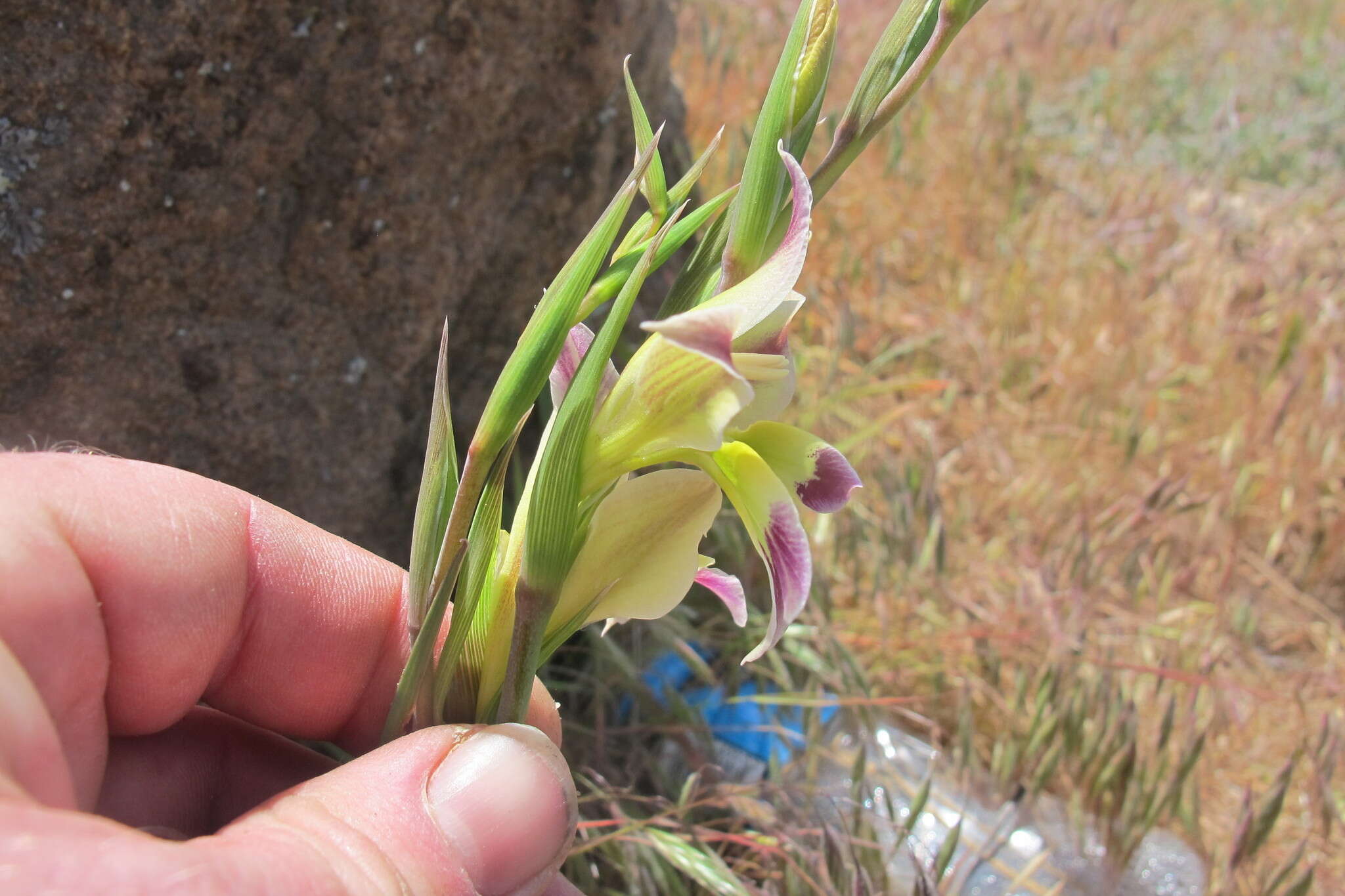 Plancia ëd Gladiolus scullyi Baker