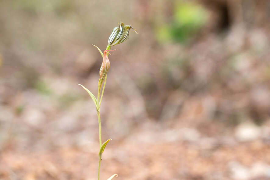 Image of Jug orchid