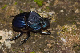 Imagem de Phanaeus (Phanaeus) blackalleri Delgado-Castillo 1991