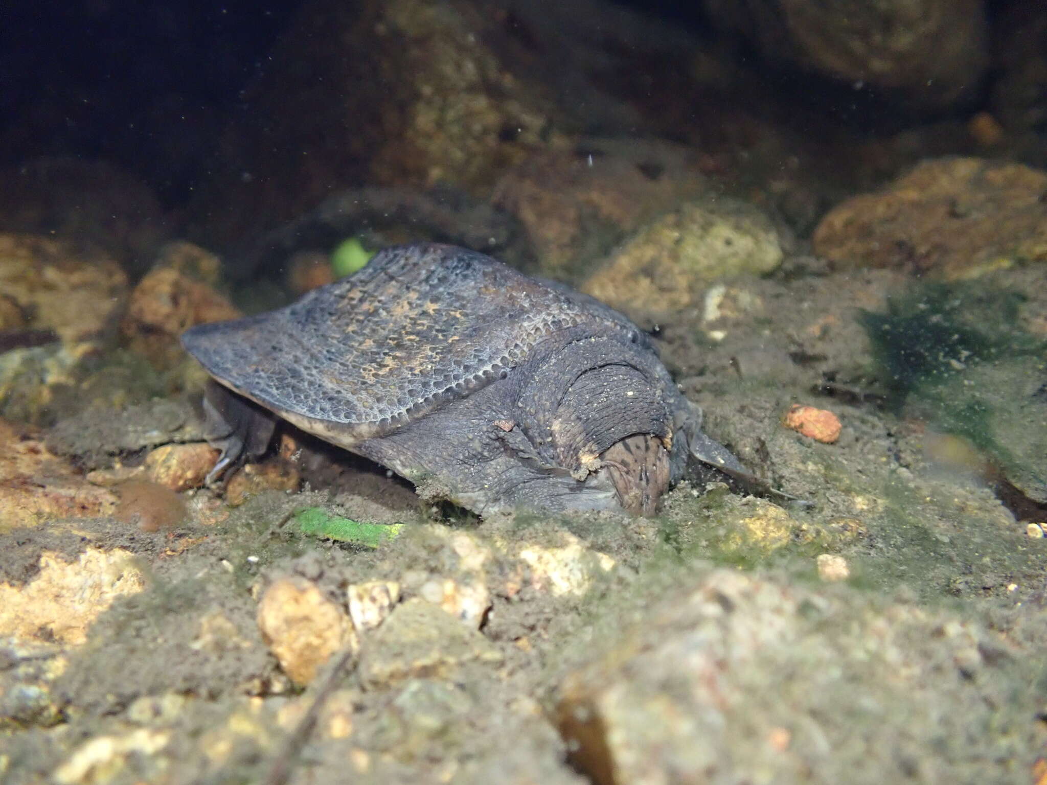 Image of Wattle-necked Softshell Turtle