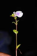 Image of Impatiens lawii Hook. fil. & Thoms.